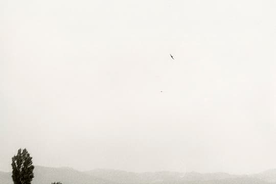 Exposición ARTIUM: "Jochen Lempert. Local Ecology"