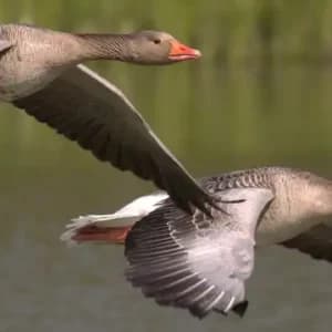 Salburua, lugar de paso migratorio e invernada de aves