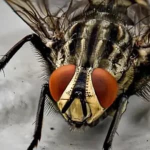 Insectos de película II