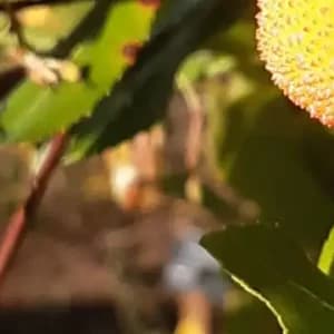 Tradiciones y plantas otoñales