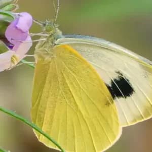 La mariposa más amenazada de España