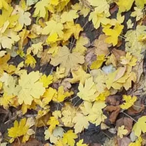 Actividad familia: Colección de hojas de otoño