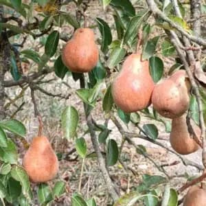 Proyecto de recuperación de variedades de cultivo tradicionales