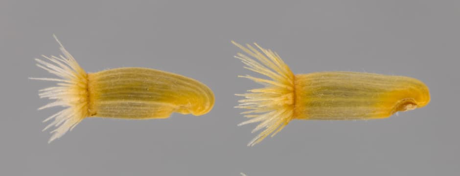 Exposición: “Semillas amenazadas - Un viaje a través del microscopio”