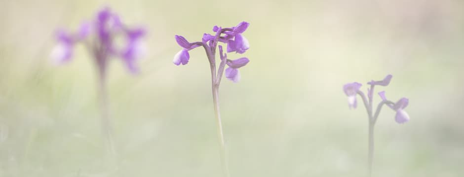 Exposición: Orquídeas silvestres del País Vasco: Patrimonio natural