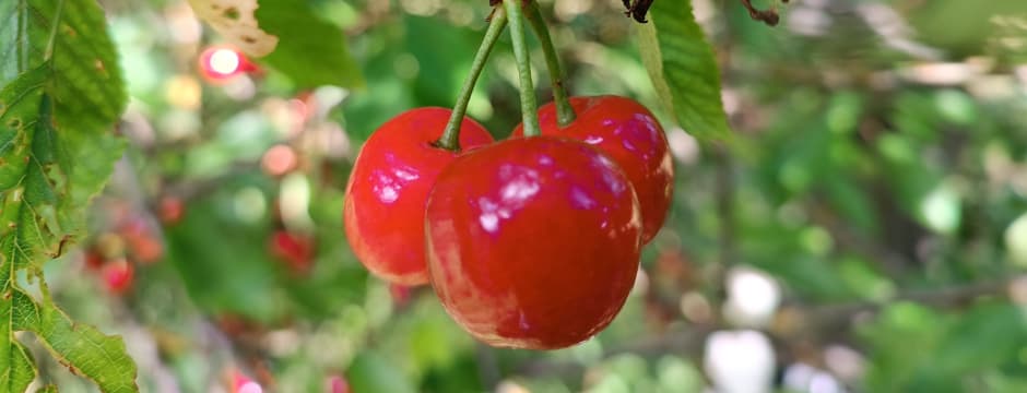 Inauguración exposición: Frutales y semillas campesinas