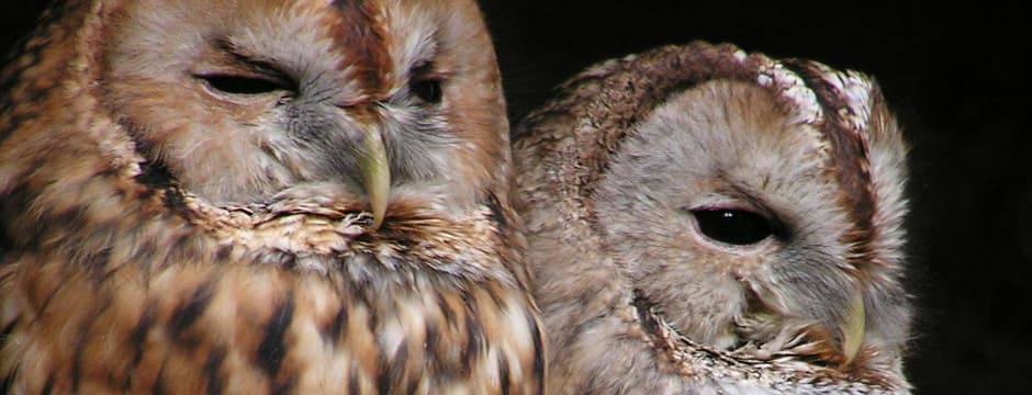 Recorrido naturalístico: Descubre la naturaleza nocturna