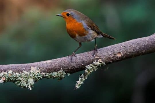 Exposición: Aves de Álava