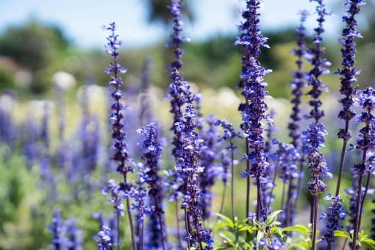 Visita cultural: Jardín Botánico de Olárizu