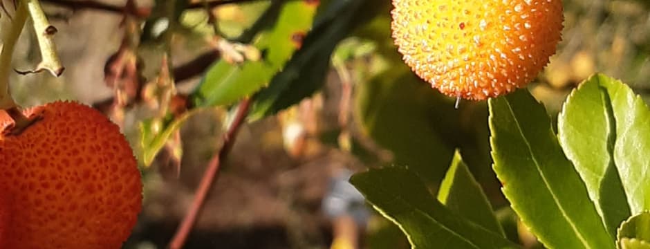 Taller: Tradiciones y plantas otoñales