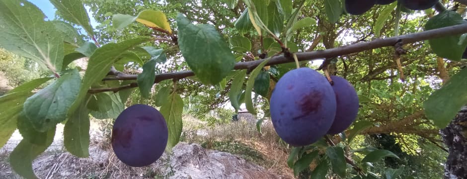 Exposiciones: “Frutales y semillas campesinas”