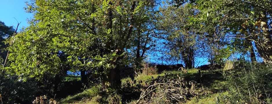 Visita: Castañares de hoy castañares de ayer
