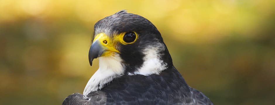 Conferencia: Cómo descubrir qué comen las rapaces: Evidencias, métodos y nuevas tecnologías