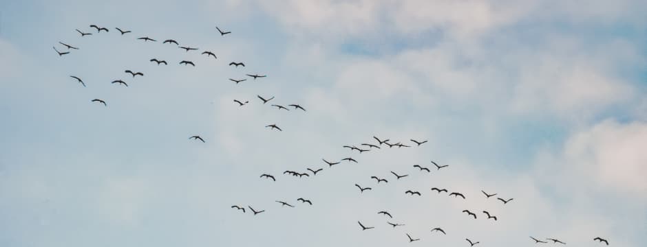 Curso: Salburua, lugar de paso migratorio e invernada de aves