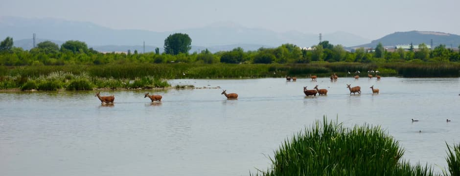 Recorrido naturalístico: Berrea al atardecer