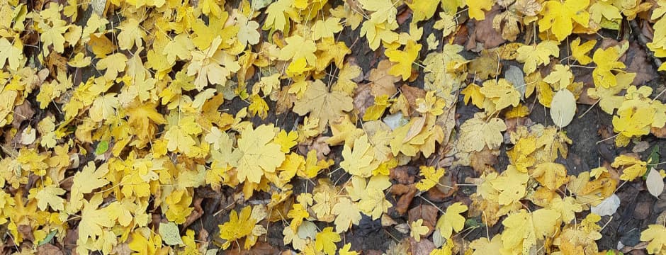 Actividad familia: Colección de hojas de otoño