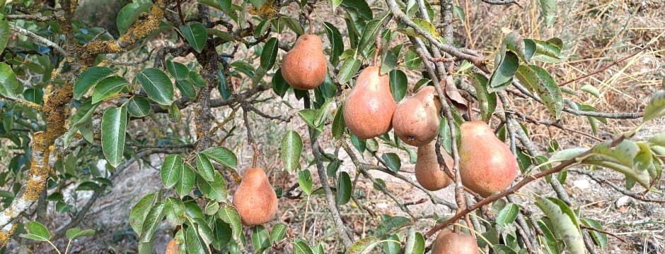 Presentación y Taller: Proyecto de recuperación de variedades de cultivo tradicionales