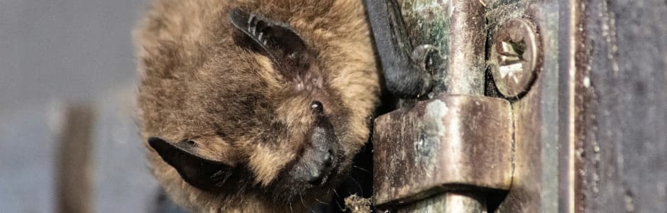Actividad familia: Arañas, murciélagos y serpientes – Animales de Halloween