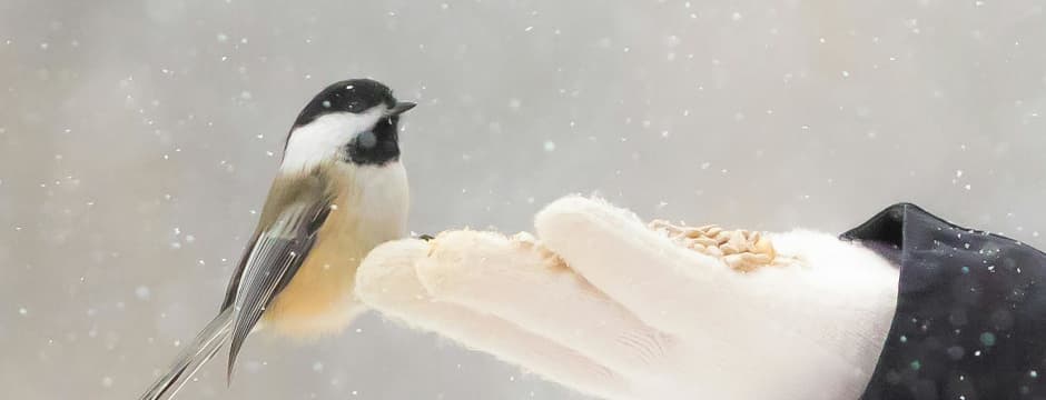 Recorrido naturalístico: Bioaventuras - ¿Cómo sobreviven las especies en invierno?