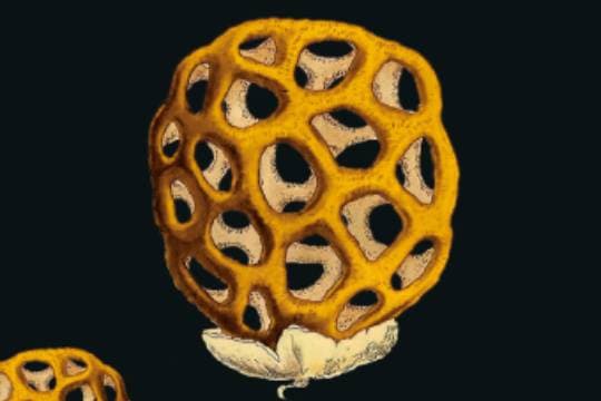 Club de ciencia ficción (2026-2027): "La glándula de ícaro" (Anna Starobinets)