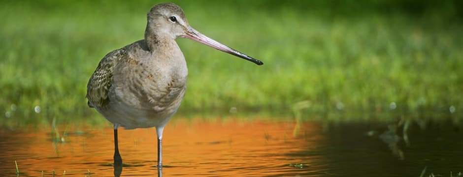 Conferencias: Atlas de migración, comportamiento espacial y dinámica temporal de las aves en España