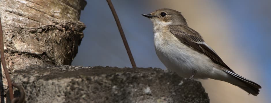 Recorrido naturalístico: "Udazkeneko migratzaileak"