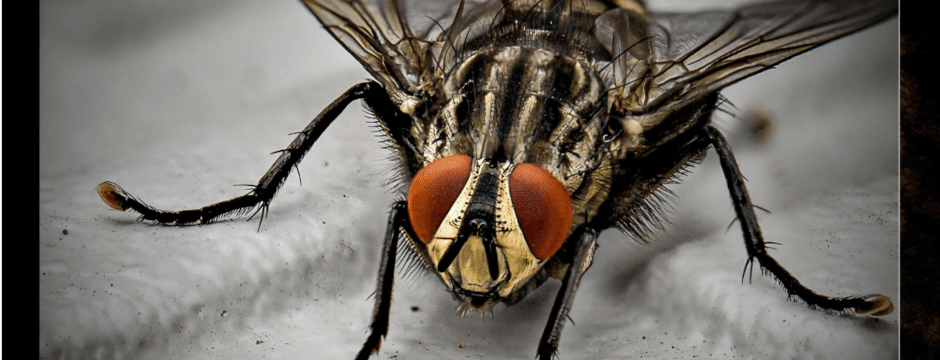 Conferencia: Insectos de película II