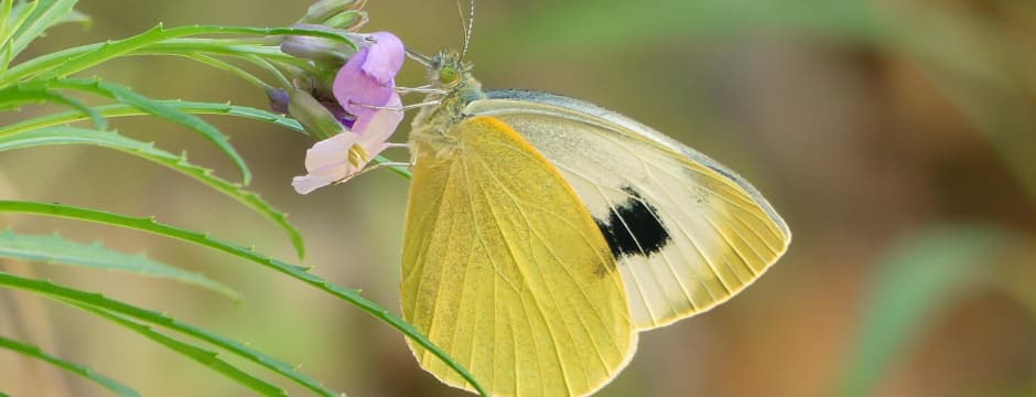 Conferencia: La mariposa más amenazada de España