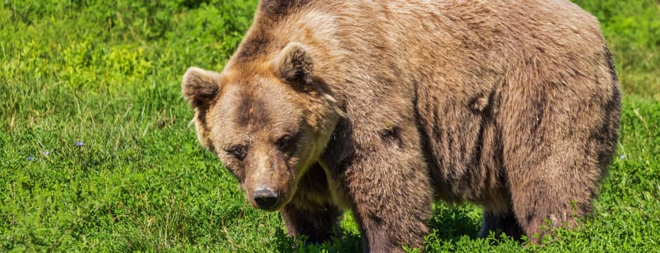Conferencia: El oso en Euskadi, ¿Una posibilidad?